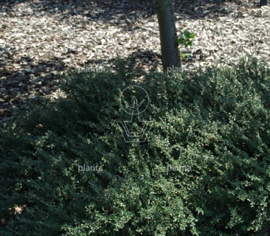 Cotoneaster microphyllus