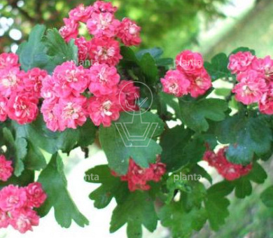 Crataegus laevigata 'Paul's Scarlet'