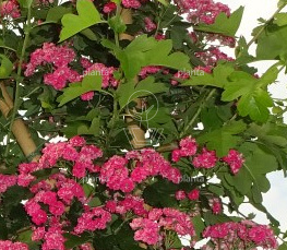 Crataegus media 'Paul's Scarlet'