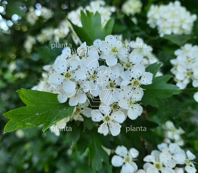 Crataegus monogyna