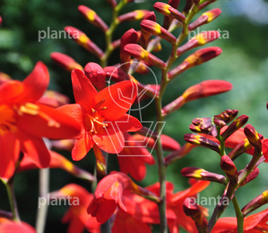 Crocosmia 'Emberglow'