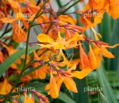 Crocosmia 'Emily McKenzie'