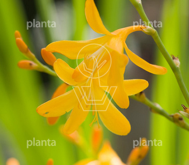 Crocosmia 'George Davidson'