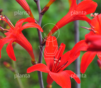 Crocosmia 'Lucifer'