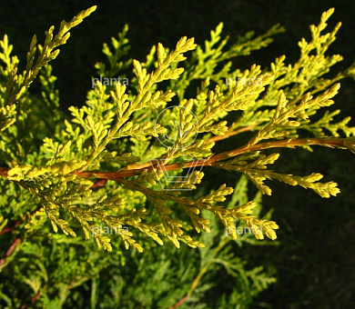 Cupressocyparis leylandii 'Castlewellan Gold'
