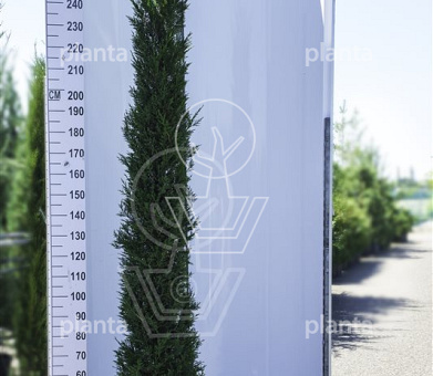 Cupressocyparis leylandii 'Pyramidalis'