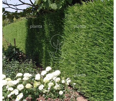 Cupressocyparis leylandii