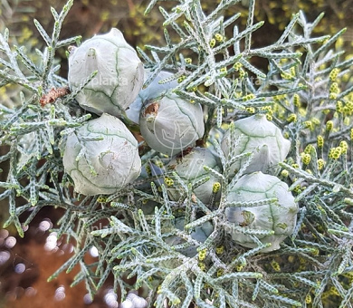 Cupressus arizonica 'Glauca'