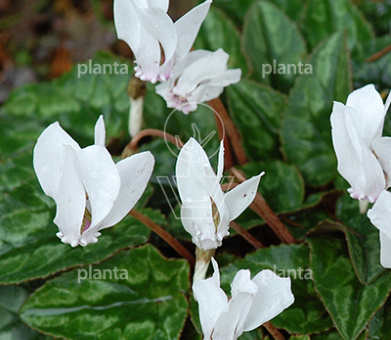 Cyclamen hederifolium 'Album'