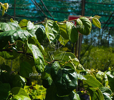 Cydonia oblonga 'Vranja'