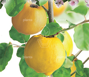 Cydonia oblonga