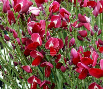 Cytisus 'Boskoop Ruby'