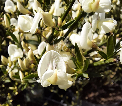 Cytisus praecox 'White Lion'