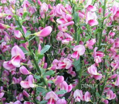 Cytisus praecox 'Zeelandia'