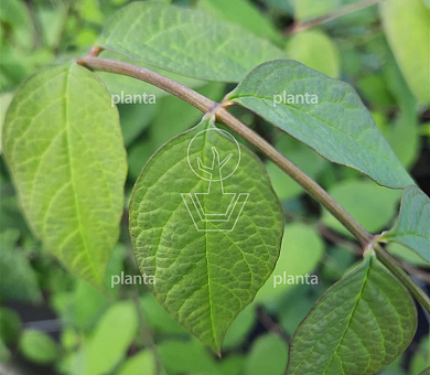 Decaisnea fargesii