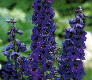 Delphinium pacific 'Black Knight'