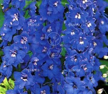 Delphinium pacific 'Summer Skies'
