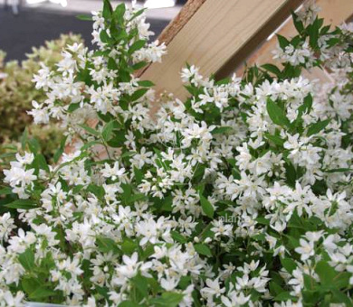 Deutzia 'Yuki Snowflake' 