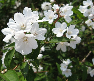 Deutzia gracilis