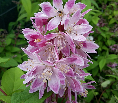 Deutzia hybrida 'Strawberry Fields'
