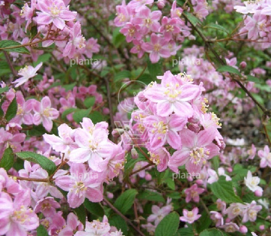 Deutzia scabra 'Plena'