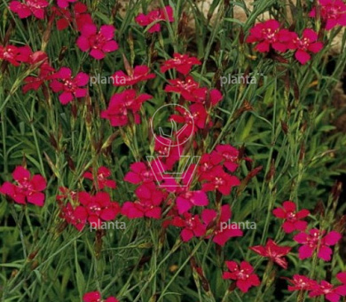 Dianthus deltoides 'Flashing Light'