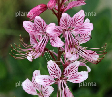 Dictamnus albus