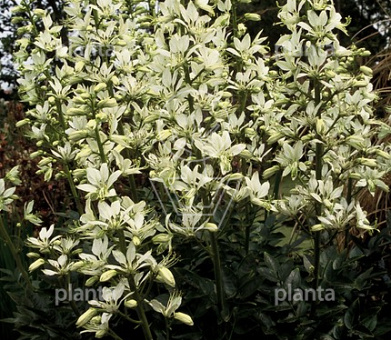 Dictamnus albus 'Albiflorus'