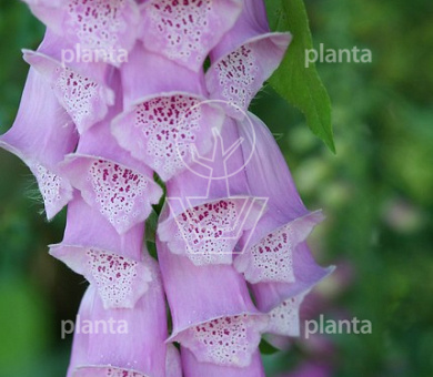 Digitalis purpurea