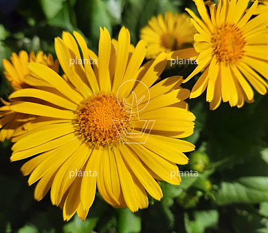 Doronicum orientale 'Little Leo'