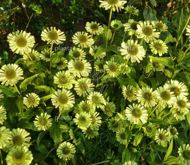 Echinacea purpurea 'Green Jewel'