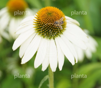 Echinacea purpurea 'White Swan'