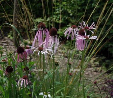 Echinacea pallida