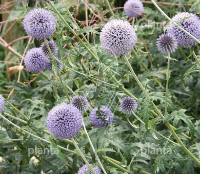 Echinops ritro 'Veitch's Blue'