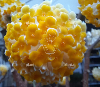 Edgeworthia chrys. 'Grandiflora'