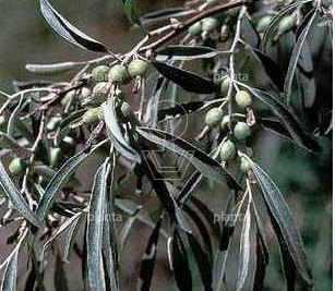 Elaeagnus angustifolia