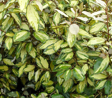 Elaeagnus ebbingei 'Limelight'