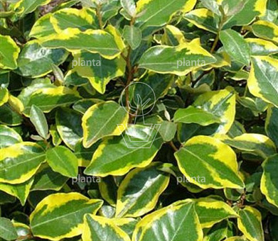 Elaeagnus ebbingei 'Vivelegg'