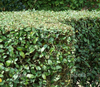 Elaeagnus ebbingei
