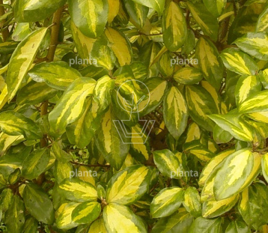 Elaeagnus pungens 'Maculata'