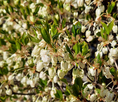Enkianthus campanulatus