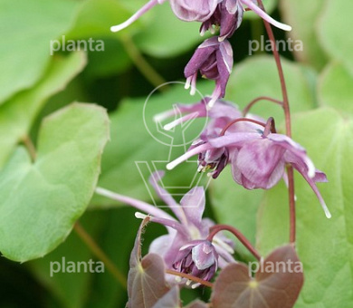 Epimedium grandiflorum 'Lilafee'