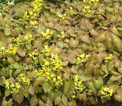 Epimedium perralchicum 'Frohnleiten'