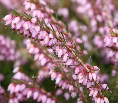 Erica darl. 'Darley Dale'