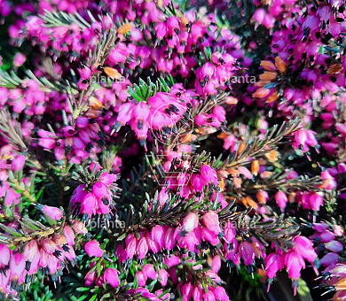 Erica darl. 'Kramer's Rote'