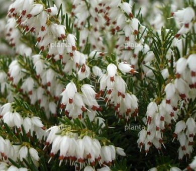 Erica darleyensis 'White Perfection'