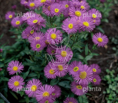 Erigeron 'Dunkelste Aller'