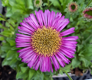 Erigeron glaucus 'Sea Breeze'