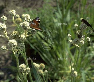 Eryngium yuccifolium