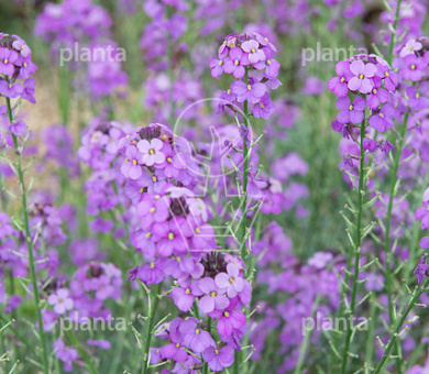 Erysimum 'Bowles' Mauve'